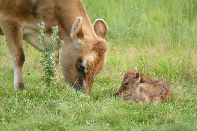 Celebrating the Birth of a New Calf